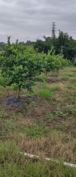 柠檬种植前景怎么样_柠檬种植赚钱吗