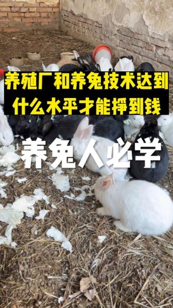 兔业前景怎么样_养兔赚钱吗
