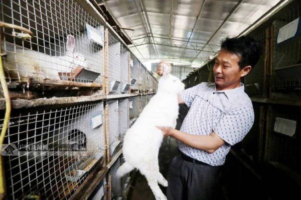 兔业前景怎么样_养兔赚钱吗
