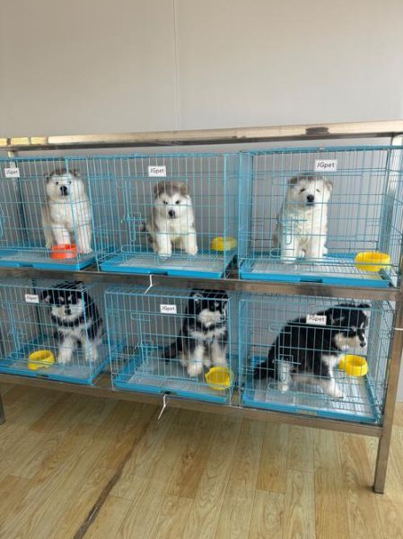 犬舍前景怎么样_开犬舍赚钱吗