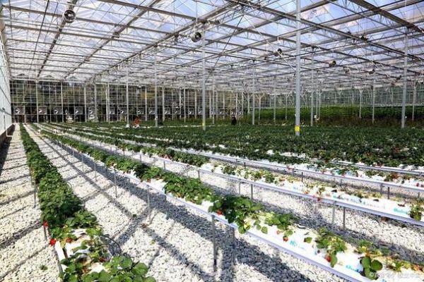 温室大棚前景怎么样_温室大棚赚钱吗