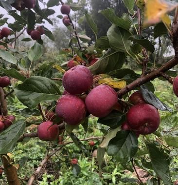龙丰苹果发展前景如何_龙丰苹果种植前景怎么样