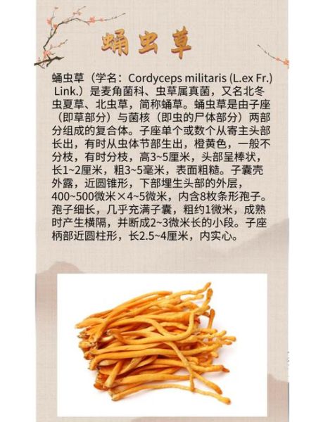 蛹虫草和冬虫夏草的区别_蛹虫草的功效与作用