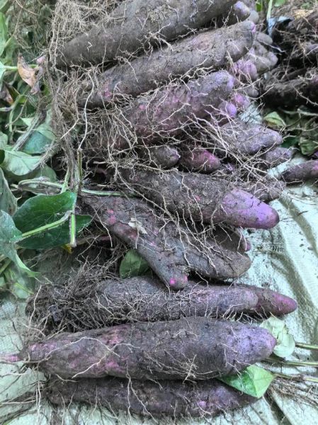 山药前景如何_2024年种植赚钱吗