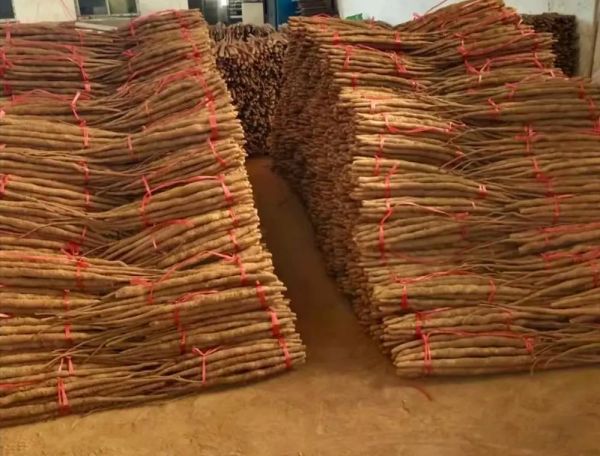 山药前景如何_2024年种植赚钱吗