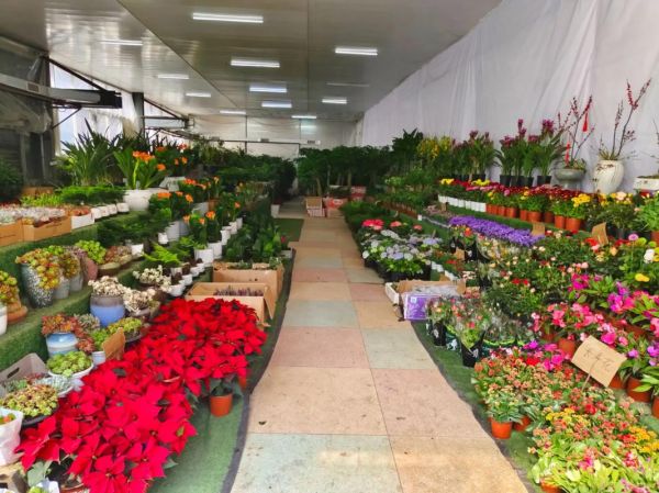 花木市场前景如何_花木行业赚钱吗