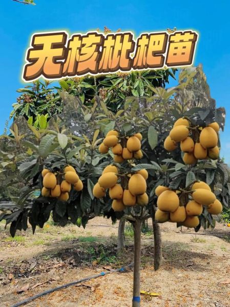 枇杷种植前景怎么样_枇杷种植赚钱吗