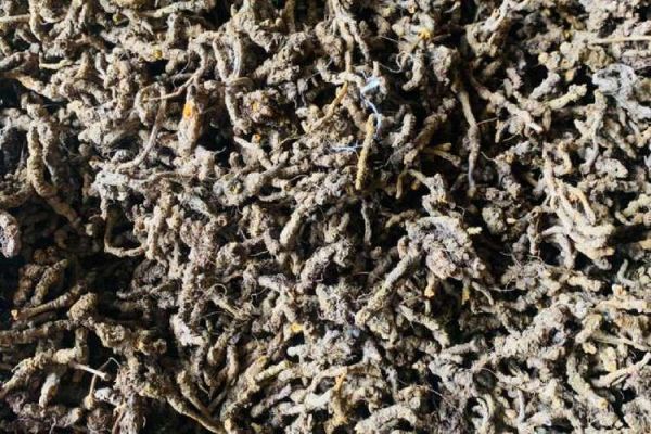 黄连种植前景如何_2024年价格走势