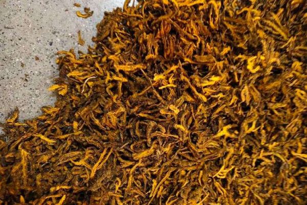 黄连种植前景如何_2024年价格走势