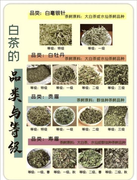 白茶市场前景怎么样_白茶值得投资吗