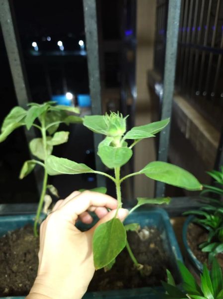 葵花籽前景怎么样_葵花籽种植赚钱吗