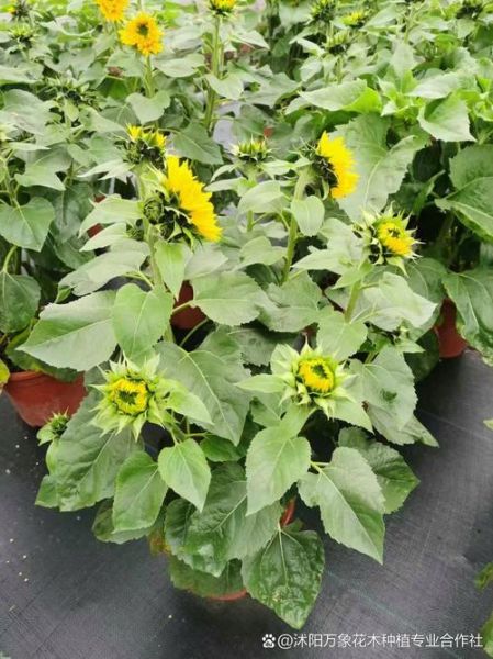 葵花籽前景怎么样_葵花籽种植赚钱吗