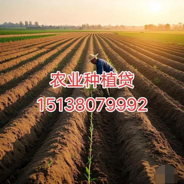 山药市场前景怎么样_2024年种山药赚钱吗