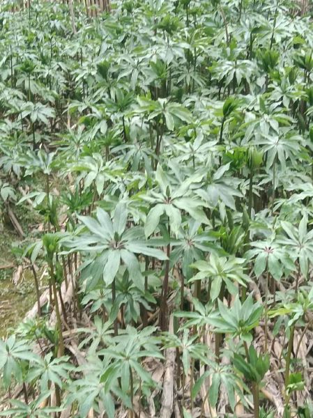 中药材种植赚钱吗_适合新手的中药材品种