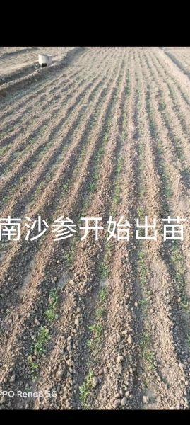 中药材种植赚钱吗_适合新手的中药材品种