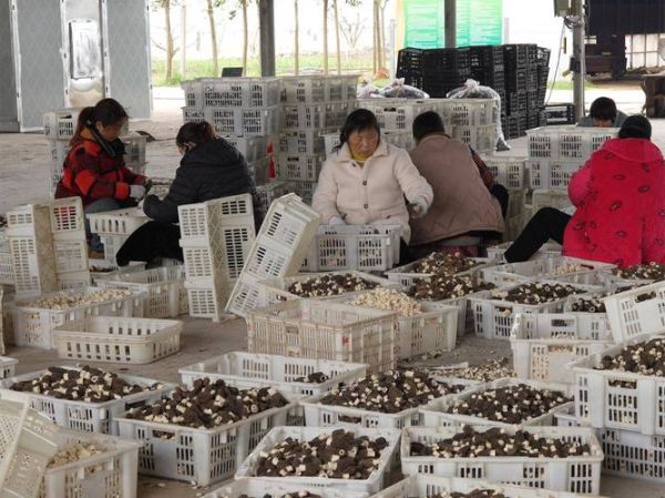 食用菌发展前景怎么样_食用菌种植赚钱吗