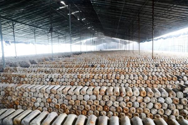 食用菌发展前景怎么样_食用菌种植赚钱吗