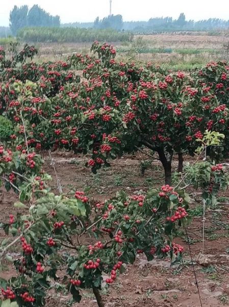 山楂种植前景如何_山楂深加工赚钱吗