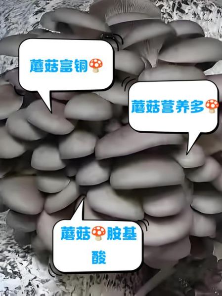蘑菇市场前景如何_2024年种蘑菇赚钱吗
