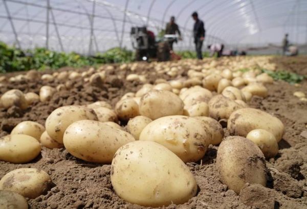 马铃薯市场前景如何_马铃薯种植利润高吗