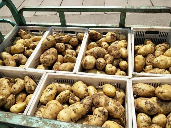 马铃薯市场前景如何_马铃薯种植利润高吗