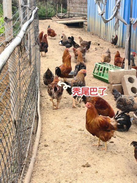 家禽养殖成本怎么降低_2024年行情如何