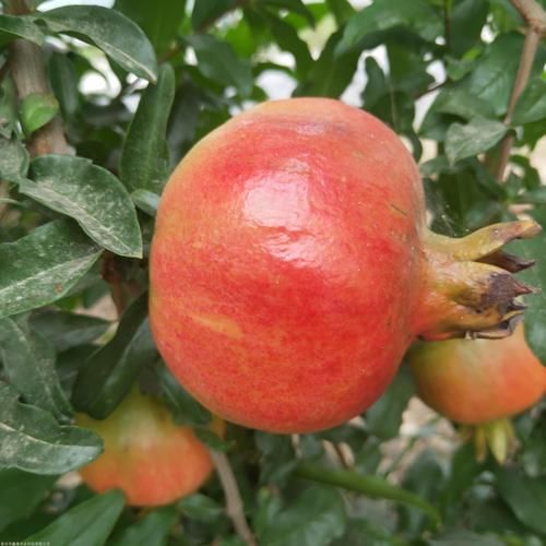 石榴种植前景怎么样_石榴种植赚钱吗