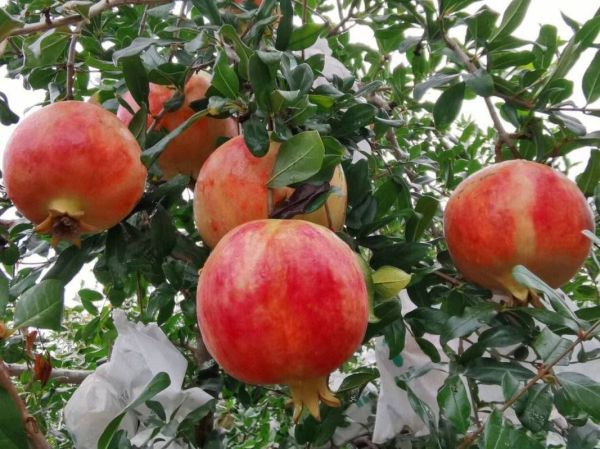 石榴种植前景怎么样_石榴种植赚钱吗