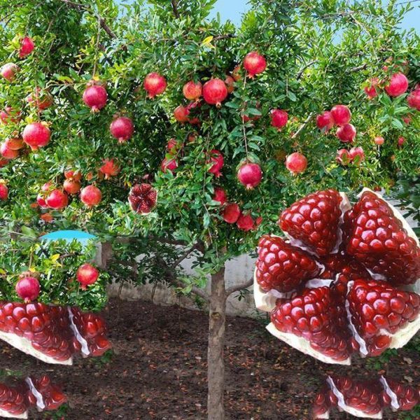 石榴种植前景怎么样_石榴种植赚钱吗