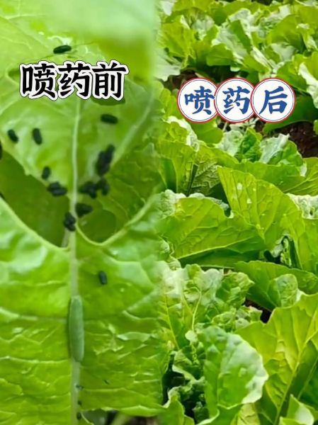 园艺新手适合种什么植物_阳台种菜怎么开始