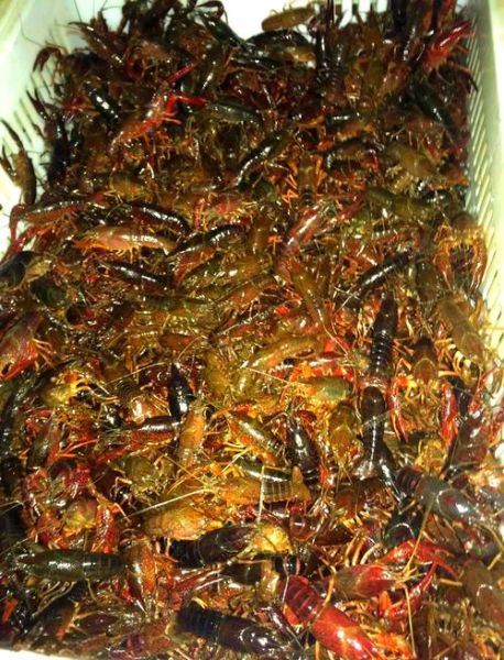 小龙虾市场前景怎么样_2024年还能赚钱吗