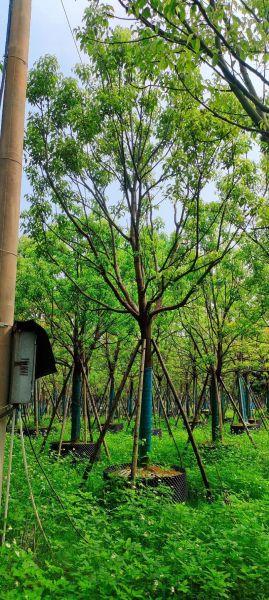 绿化苗木前景怎么样_2024苗木行业赚钱吗