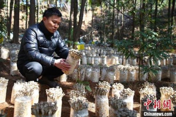 食用菌种植前景怎么样_食用菌行业赚钱吗