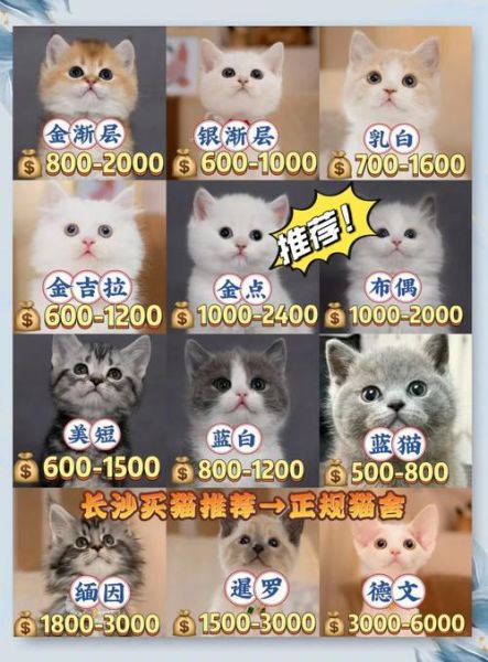 宠物猫市场前景怎么样_2024年还能赚钱吗