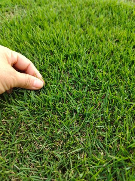 2016年草坪种植前景怎么样_草坪种植赚钱吗