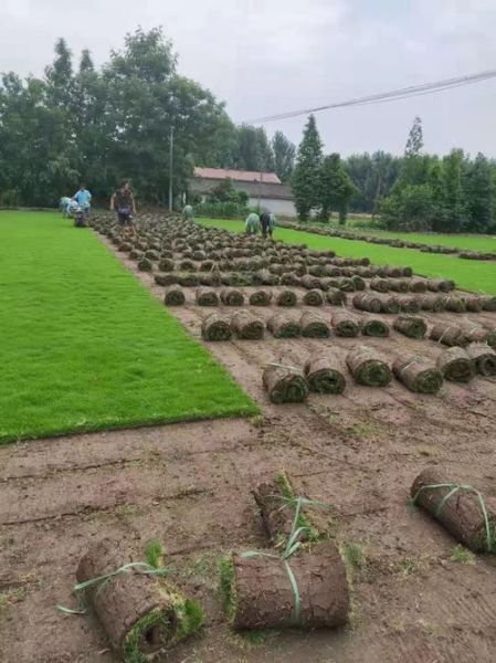 2016年草坪种植前景怎么样_草坪种植赚钱吗