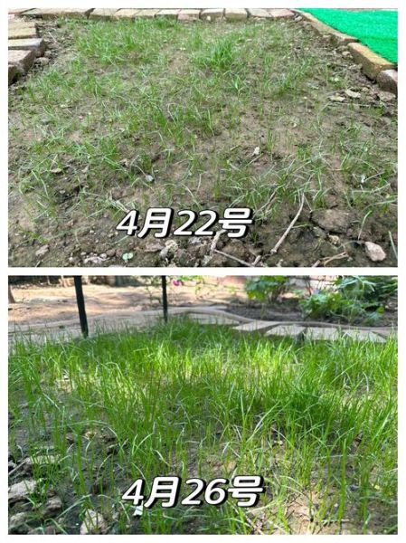 2016年草坪种植前景怎么样_草坪种植赚钱吗
