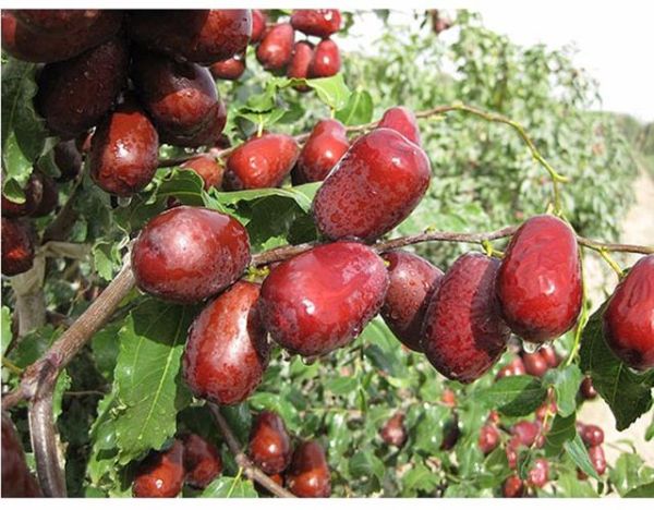 新疆红枣前景怎么样_新疆红枣种植赚钱吗