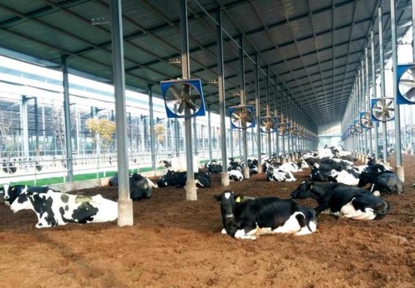 养殖奶牛赚钱吗_2024奶牛养殖前景如何