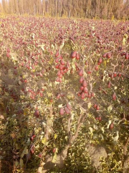 新疆红枣前景怎么样_新疆红枣种植赚钱吗