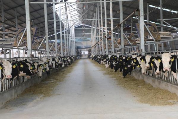 养殖奶牛赚钱吗_2024奶牛养殖前景如何