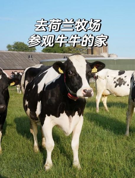 养殖奶牛赚钱吗_2024奶牛养殖前景如何