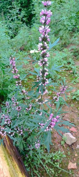 益母草前景怎么样_益母草种植赚钱吗