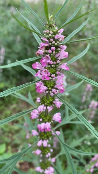 益母草前景怎么样_益母草种植赚钱吗