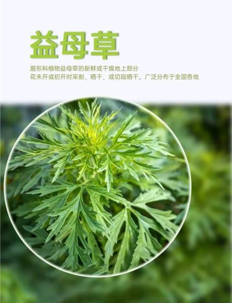 益母草前景怎么样_益母草种植赚钱吗