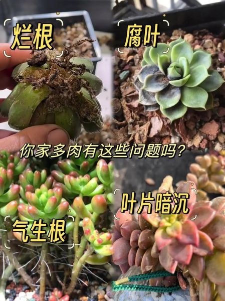 多肉植物市场未来五年赚钱吗_新手如何切入多肉行业