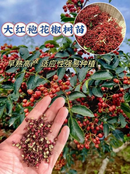 花椒种植前景如何_2024年花椒价格走势