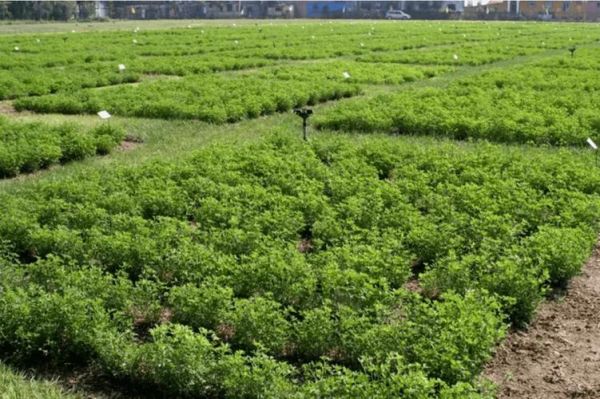 种植苜蓿赚钱吗_苜蓿种植前景如何