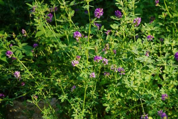 种植苜蓿赚钱吗_苜蓿种植前景如何