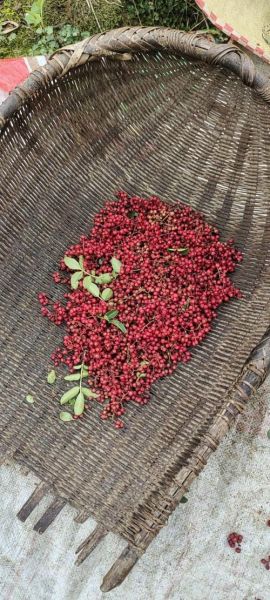 中国花椒未来前景怎么样_花椒种植赚钱吗